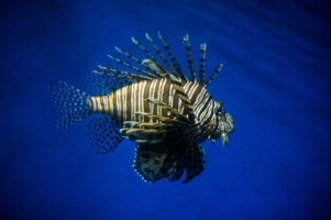 Lionfish