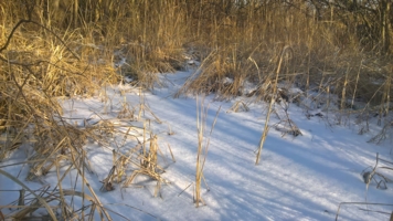 Снежное поле