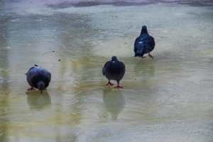 голуби на льду