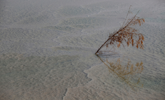 Мёртвое море, мёртвое дерево