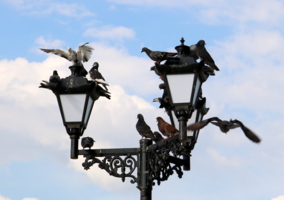 Городские голуби