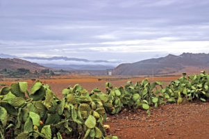 "Живая изгородь" в горах Марокко.