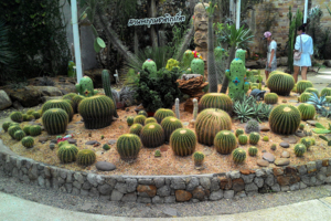 Кактусы в ботаническом саду острова Пхукет