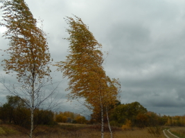 Осенний ветер.