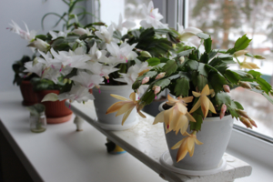 Цветущие среди зимы кактусы