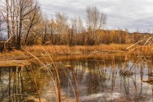 Осень на болотах