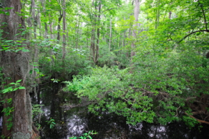 Великое мрачное болото, Вирджиния, США