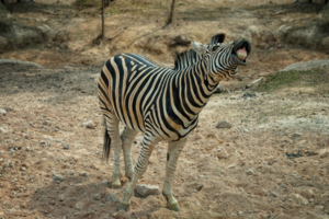 Улыбка зебры