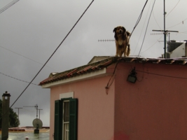 Собач на крыше