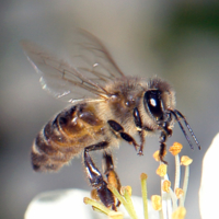 Пчёлка трудяга
