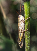 Grasshopper&Ant