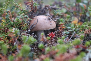 Чукотский гриб