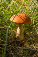 Ловись грибок: большой да маленький