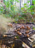 Пыльные грибы