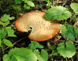 Стрёмный гриб
