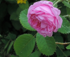 Роза столистная (Rosa centifolia)