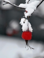 Белый снег на красном шиповнике.