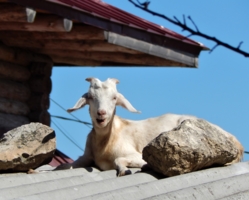Камни, крыша и коза