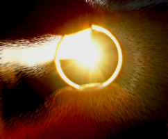 Солнечное кольцо