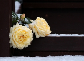 Первый снег, снег, снег  Выпал на чайные розы