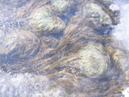 Речные водоросли