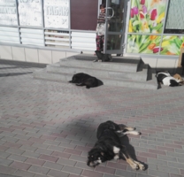 утомленные солнцем (4 собаки, 1 продавец)