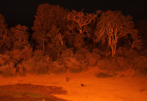 Ночной водопой антилоп