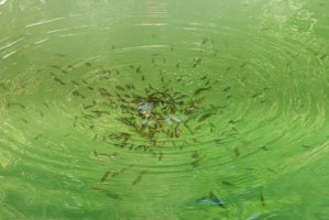 Обед рыбок в зелёной воде пруда