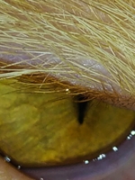 Макрофактура волос у глаза кота