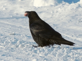 Чёрный ворон