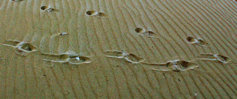 Прогулка по песку