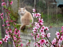 Цветущий персик на фоне кота Персика