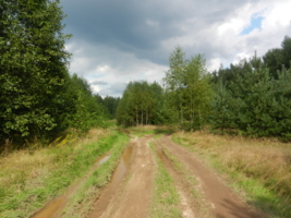 Дорога в лесу