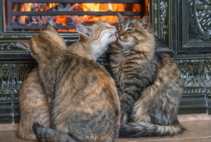 Тепло, уют и котики