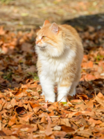 Рыжий кот на рыжей листве