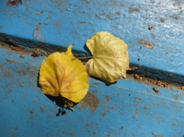 Осенние листья на старой скамье
