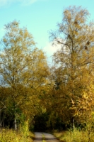 Осенняя аллея.