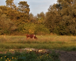Рыжею коровой бродит осень...
