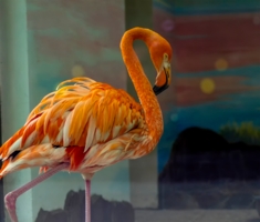 Фламинго за стеклом