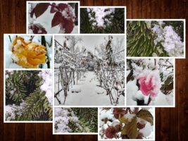 Ледяное безмолвие: все цвета моего зимнего сада