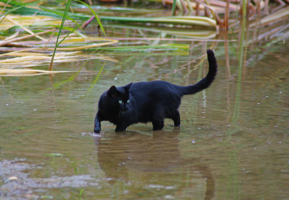 Кот на болоте