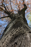 Дерево-атлант