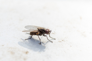 Домовая муха