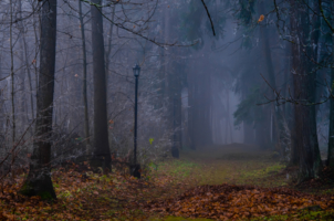 Туман, деревья и фонарь