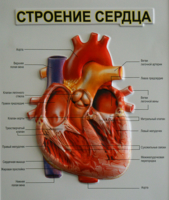 Дела сердечные (или У кардиолога)
