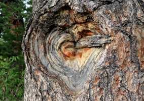 Сердце дерева...