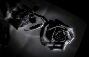Чёрная роза.
