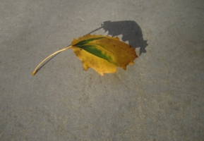 Осенний лист
