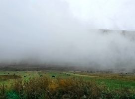 Коровки в тумане