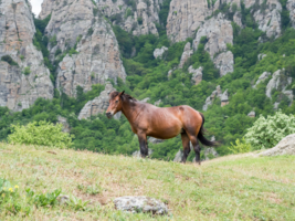 Ты сними меня, фотограф!..